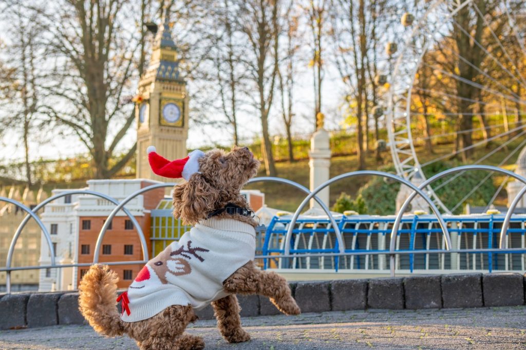 Legoland Windsor Dogs